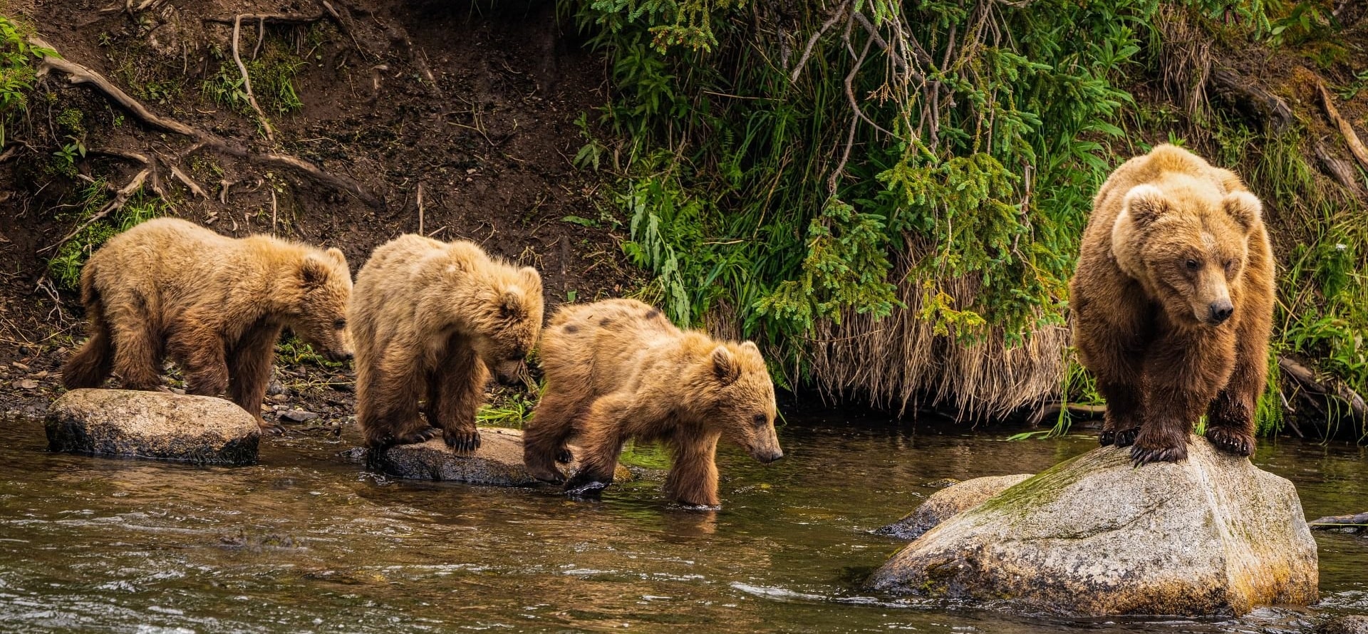 Foto de la fauna en Alaska